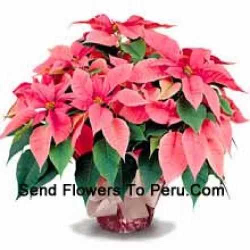A long-lasting favorite for home or office, our top quality poinsettias are a great way to say 'Season's Greetings' with style (Please Note That We Reserve The Right To Substitute Any Product With A Suitable Product Of Equal Value In Case Of Non-Availability Of A Certain Product)